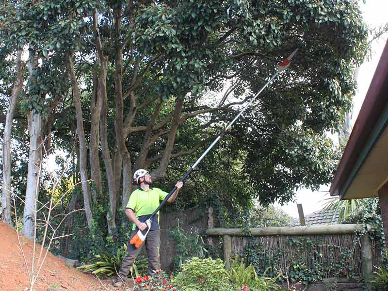 Tree-Pruning-Melbourne-Eastern-Suburbs