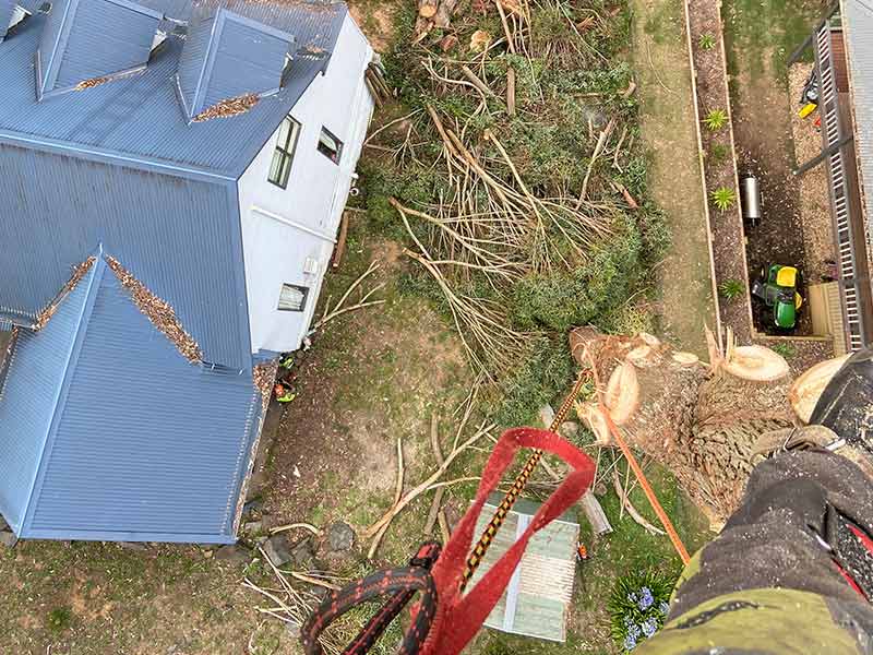 Tree-Removal-Melbourne-Eastern-Suburbs