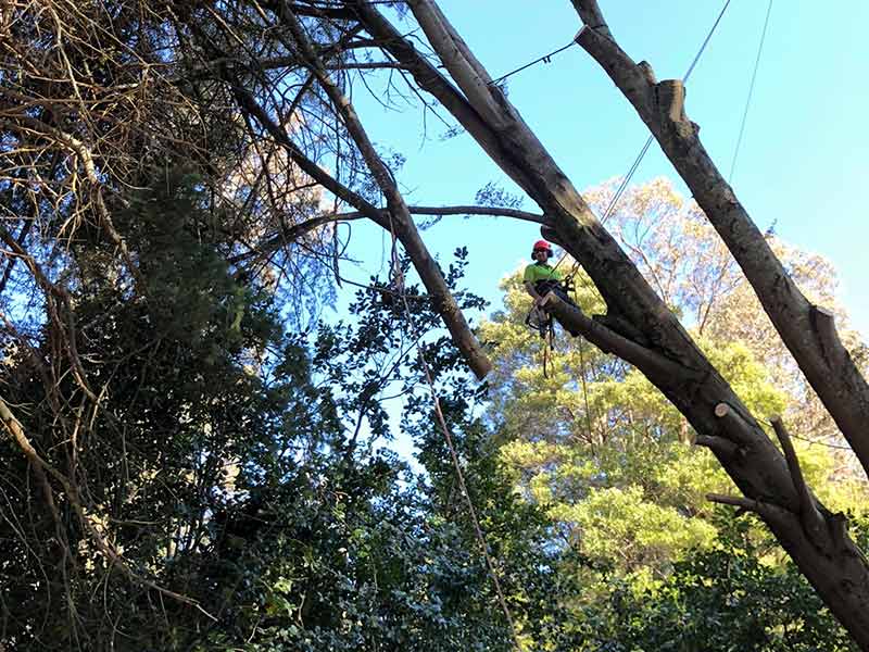 Tree-Removal-Near-Me