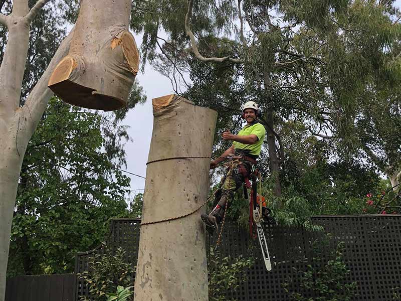 Tree-Removal-Melbourne